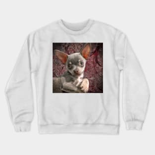 Cheeky Chihuahua Pose Cute Face art Crewneck Sweatshirt